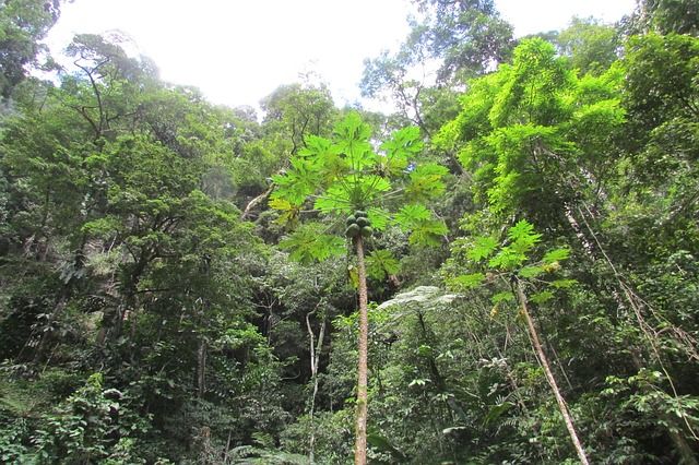 Regenwald Peru