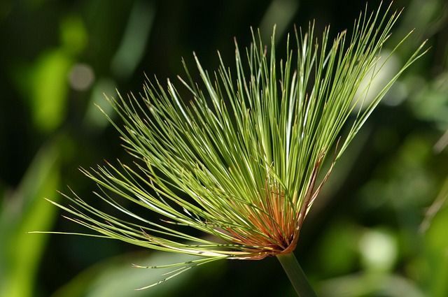 Natur La Gomera