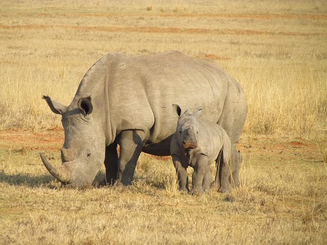 Nashorn mit Baby